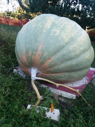 1965 brandt pumpkin estimated over 700 pounds.jpg