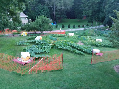 growing_giant_pumpkins_sprint_with_pollination_then_marathon_waiting_to_grow_during_70_to_100_days