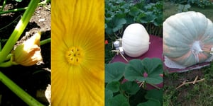 How to Grow Giant Pumpkins with Compost