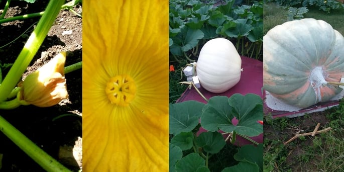 Giant Pumpkin Growing Featured Photo.jpg