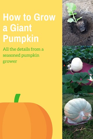 Growing Giant Pumpkins with Organic Compost.jpg