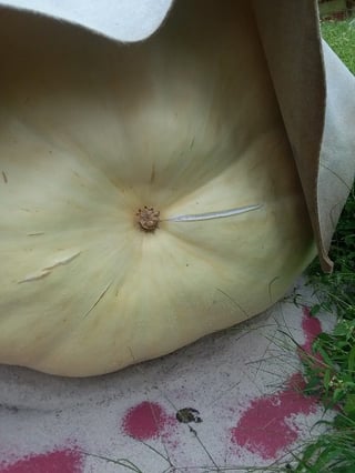 giant pumpkin growth splits have to be painted with fungicide to prevent rot.jpg
