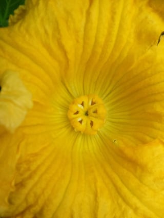 giant pumpkin lobes as a result of pollination and the importance of lobes.jpg