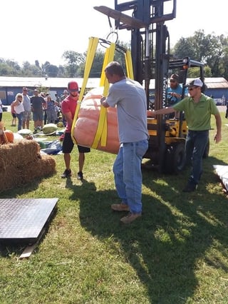 giant pumpkin transported with harness at the pumpkin festival weigh-off.jpg