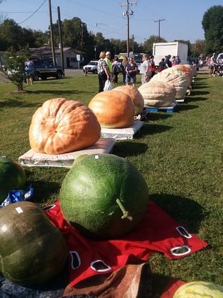 giant pumpkins from across the south come to weigh-off.jpg