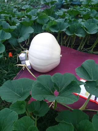 growing giant pumpkins on top of styrofoam and mil fabric to prevent rot and provide drainage.jpg