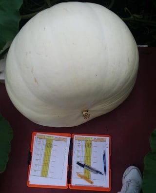 young pumpkin measurement tracking is important for detecting problems before they arise.jpg