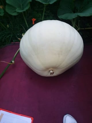 young pumpkin produced from seed of a 1944 Connally.jpg
