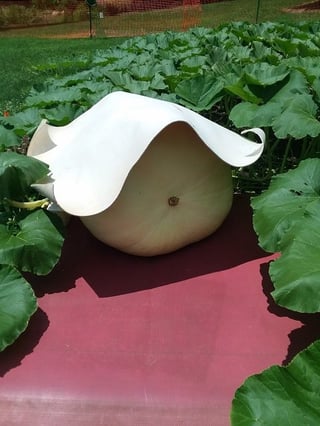 young pumpkins are shaded so the sun does not harden their skin and result in splits during times of quick growth.jpg