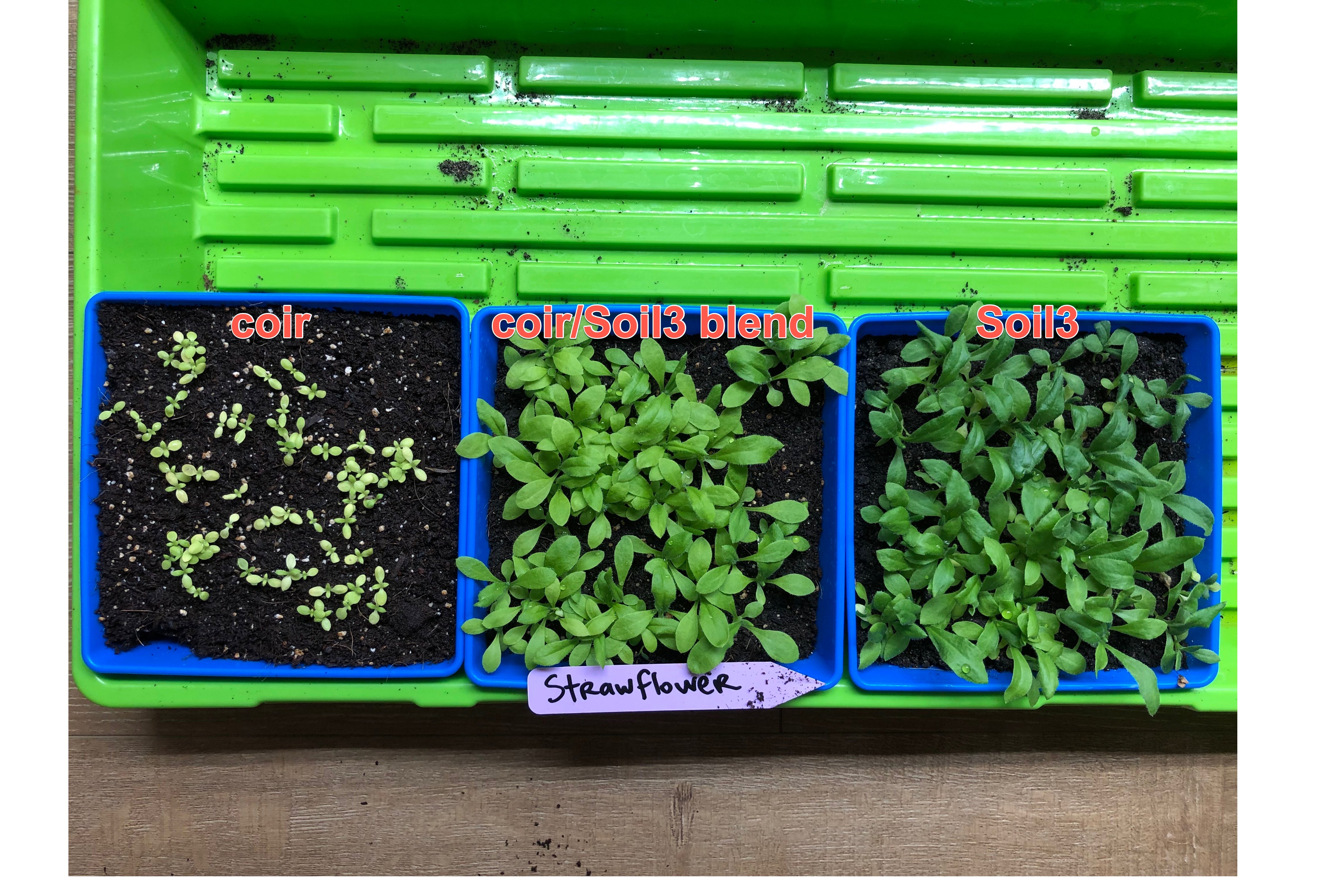 Hillarys Strawflower in Soil3 comparison june 28 2019