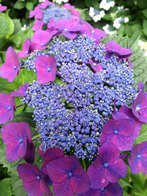 Growing Hydrangeas in Compost And How it Changes Their Flower Color