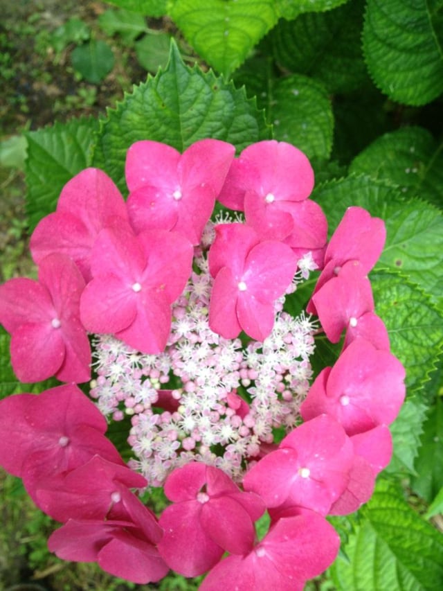 Hydrangea_macrophylla_compost2.jpg