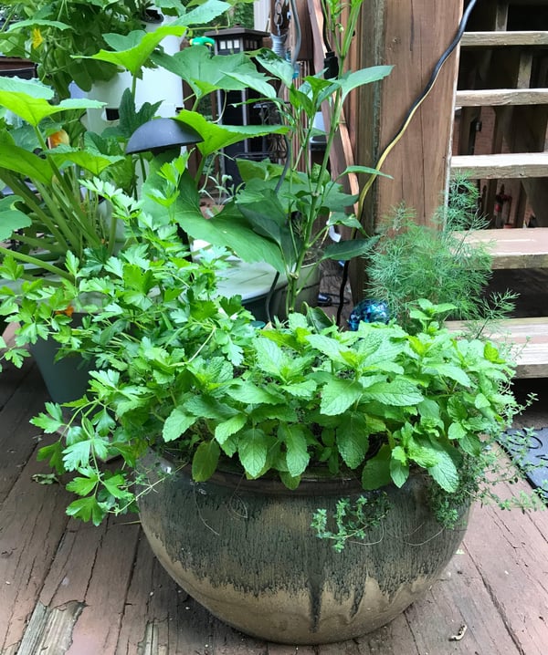 green container plant with compost