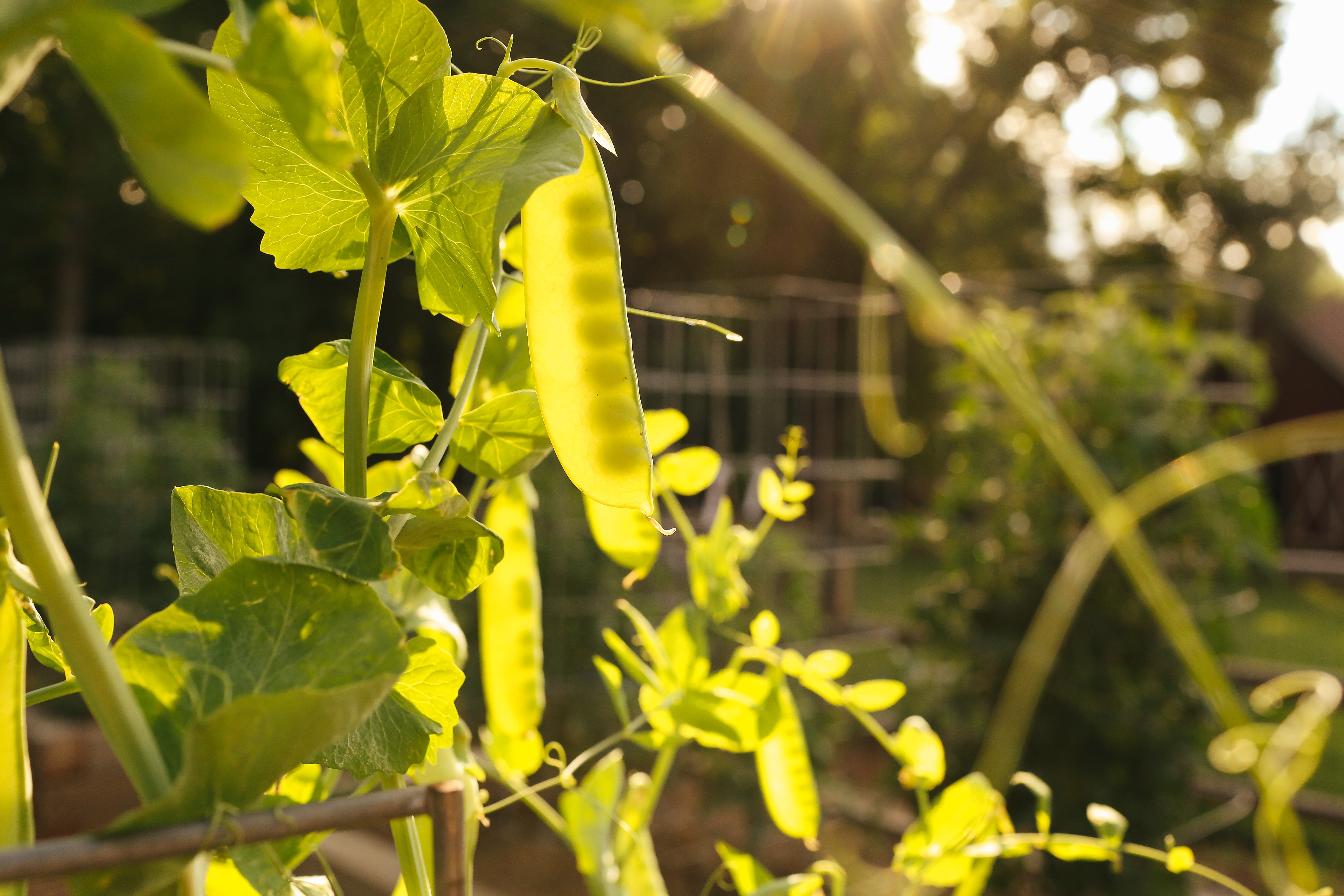 Crop Rotation in Joe Lampls garden farm3