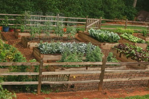 Rotating Crops for Healthier Plants and Better Soil
