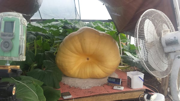 Giant Pumpkin July 17 2018