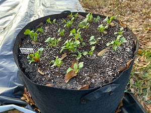 5 Easy Crops For a Fall Garden Using Grow Bags