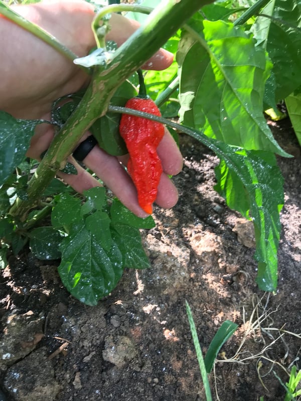 Soil3 hot pepper 07 14, 5 16 16 PM
