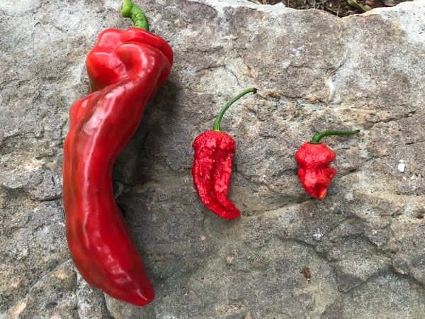 Soil3 hot pepper 07 30, 6 54 50 AM