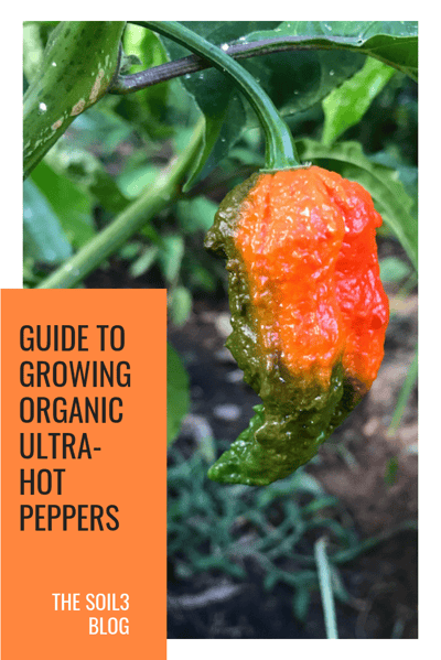 guide to growing ultra-hot peppers