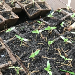 Starting Seeds in Pure Compost