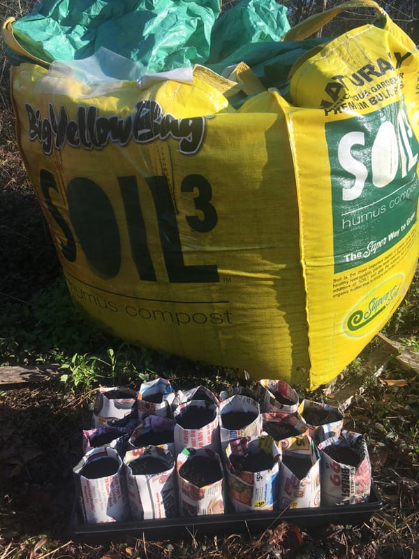 Seedlings direct seeded in Soil3 BigYellowBag