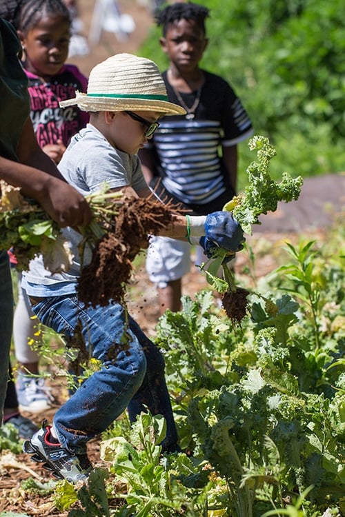 Soil Festival Kids Harvesting by Jennifer Girtman