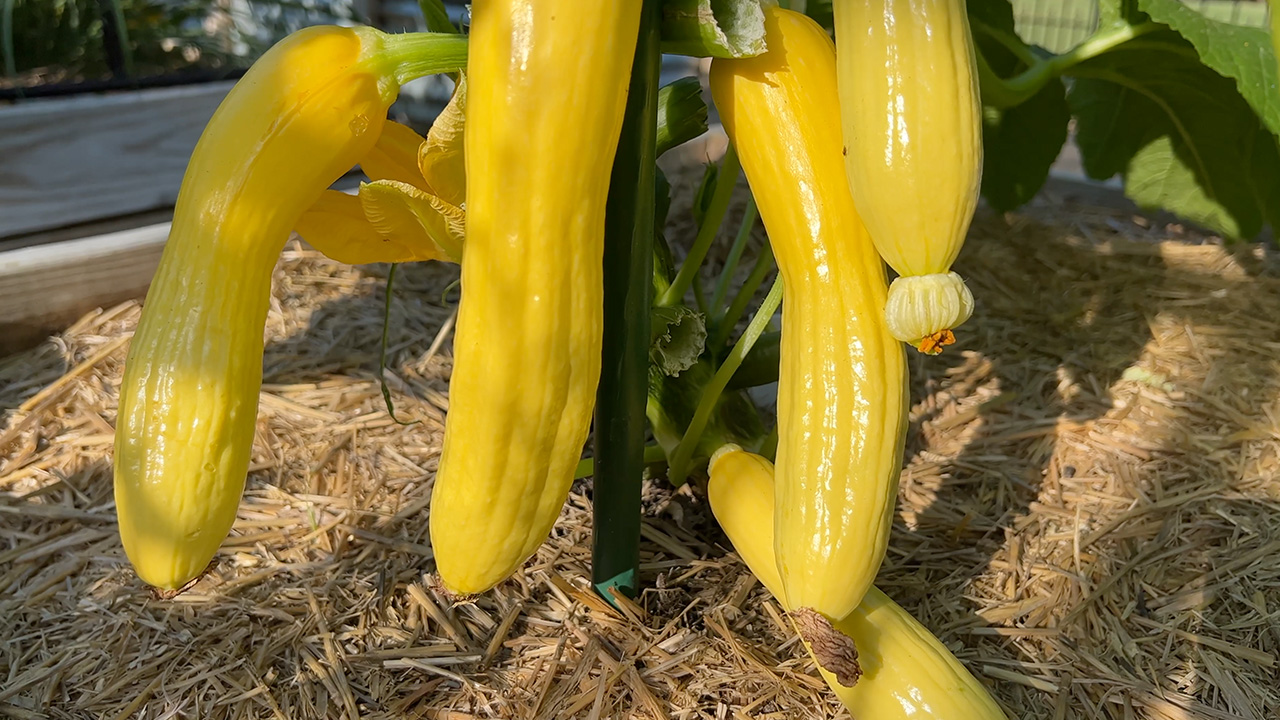 Parker Pastures Soil3 Stories Slick Pik yellow squash