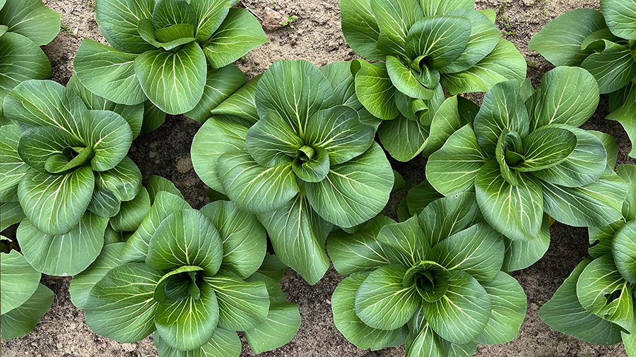 Grow-With-the-Fow-Bok-Choy