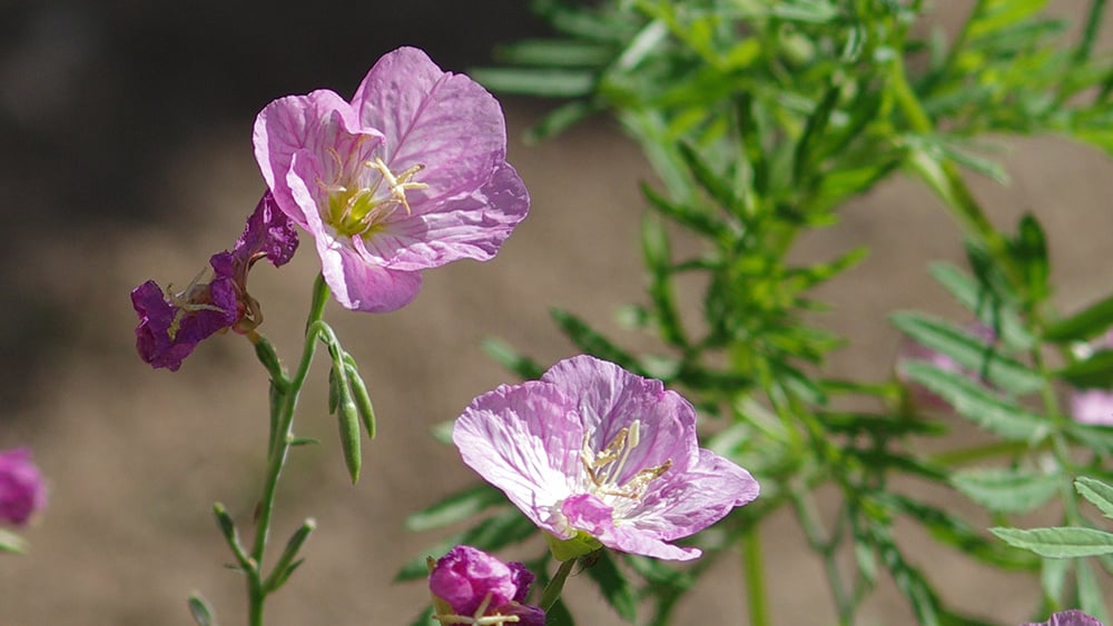 William-Root-House-Heirloom-Garden-Evening-Primrose