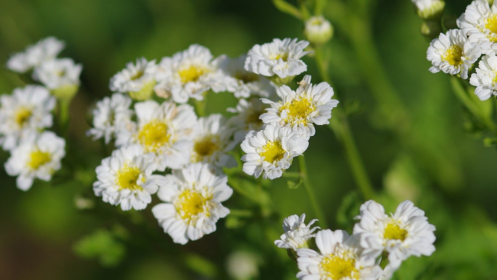William-Root-House-Heirloom-Garden-Feverfew