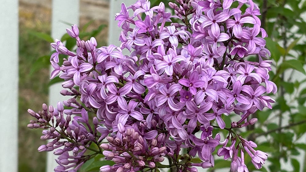 William-Root-House-Heirloom-Garden-Persian-Lilac