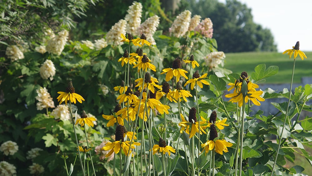 William-Root-House-Heirloom-Garden-Rudbeckia