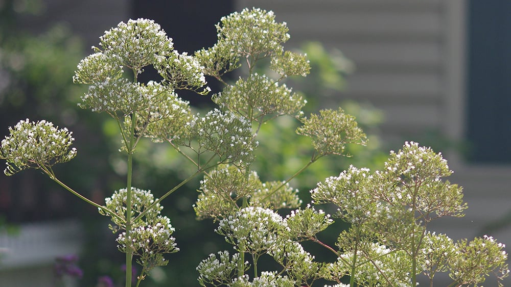 William-Root-House-Heirloom-Garden-Valerian