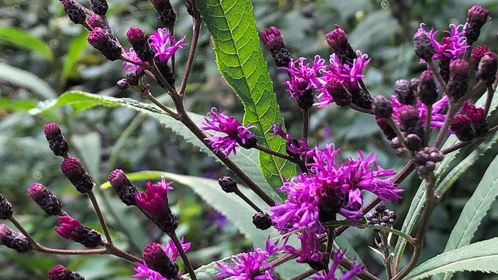 William-Root-House-Heirloom-Garden-lilac-Iron-Weed