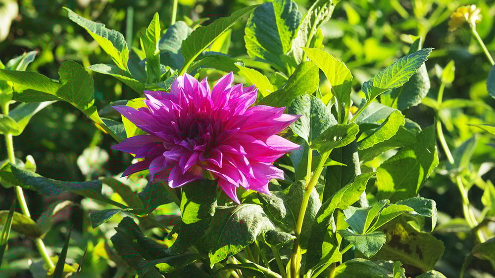 Florals at Jacson Dinnerplate Dahlia Cafe au Lait Rose web