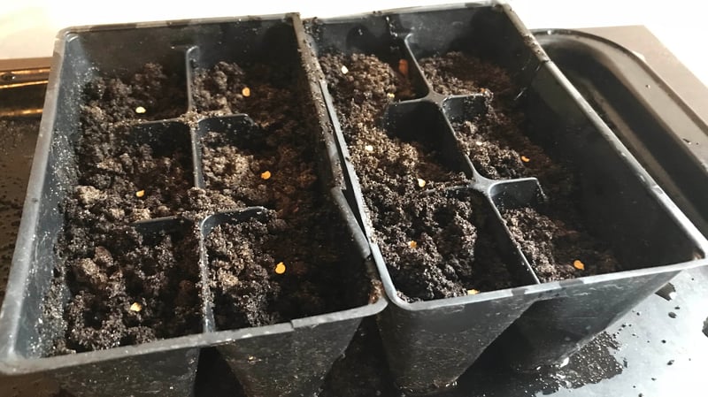 Starting seeds in Soil3