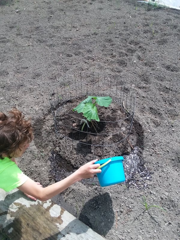 TJ watering the young pumpkin plant