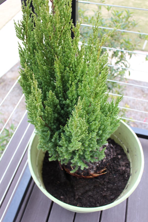 blue point juniper in compost