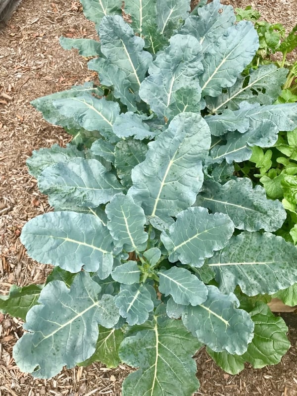 broccoli plant in raised bed by Shannon-883223-edited