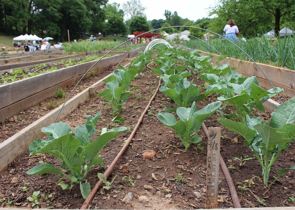 cauliflower garden