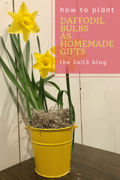 daffodil bulbs as homemade gifts