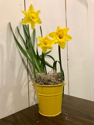 How to Plant Daffodil Bulbs as Homemade Gifts