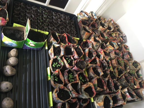 direct seeding in compost with newspaper pots