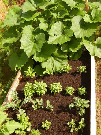 doc's raised bed garden kit with young plants.jpg