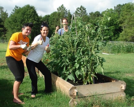 doc's raised garden bed with tall plants.jpg