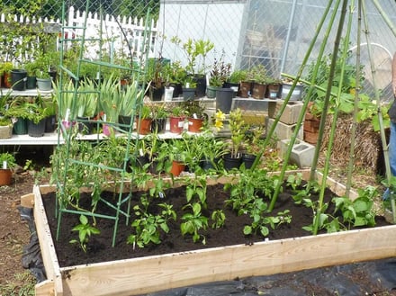 doc's raised garden bed with trellises.jpg doc's raised garden bed with trellises.jpg