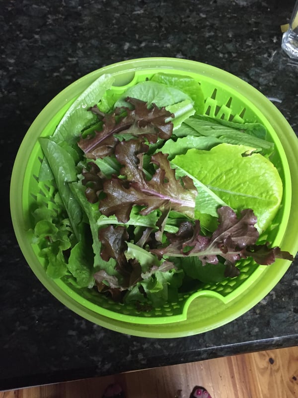 fresh lettuce from the garden