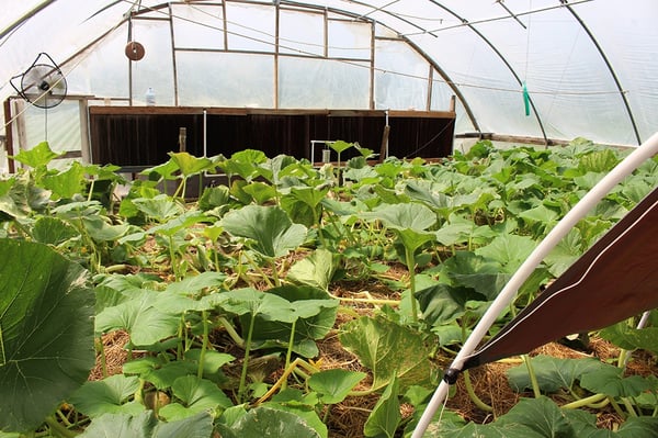 giant pumpkin greenhouse