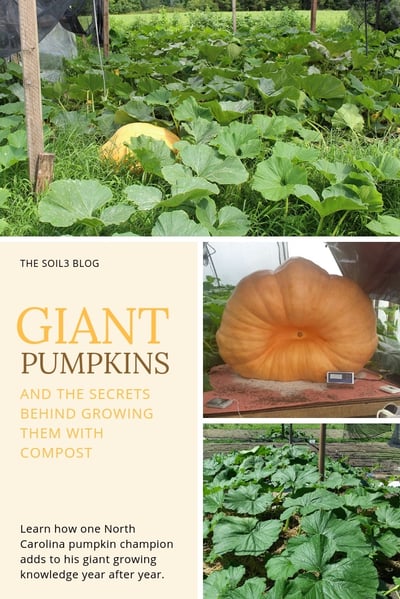 giant pumpkin growing secrets